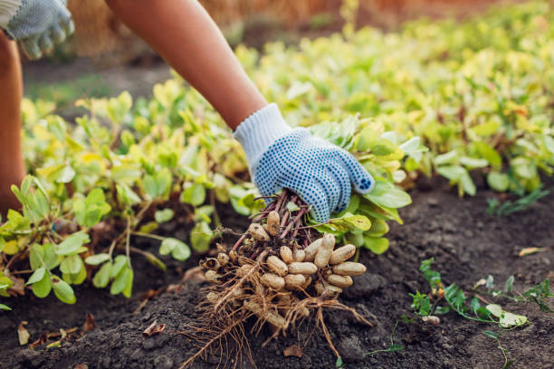 We grow fresh, organic produce using clean methods that protect nature, healthy food.