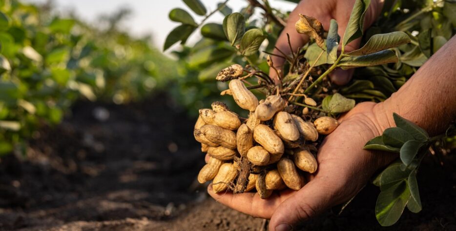 We grow fresh, organic produce using clean methods that protect nature, healthy food.